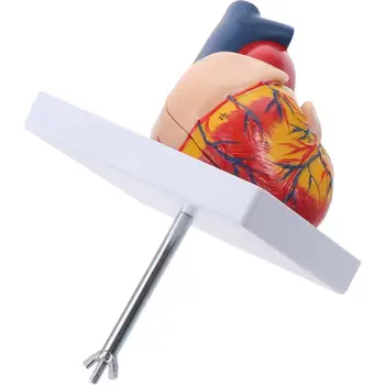 Модель человеческого сердца из ПВХ, портативная анатомическая копия сердца, 3D модель сердца, наука об анатомии