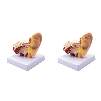 2 шт 1,5 Х Анатомическая модель человеческого уха - профессиональная настольная имитационная модель структуры внутреннего уха для обучения